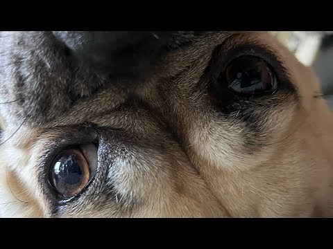 Tuff by Jaah STL (1 hour loop) pug background