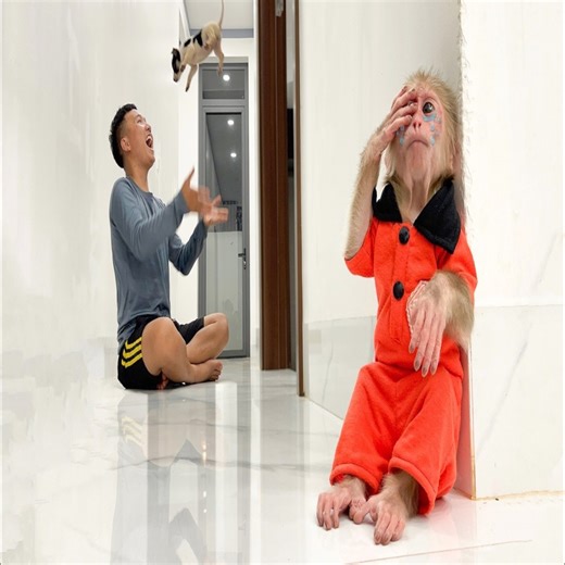 13K views · 302 reactions | Monkey Cubis Hides & Cries because Jealous puppy Lucky!  | Slingshot ride | Facebook