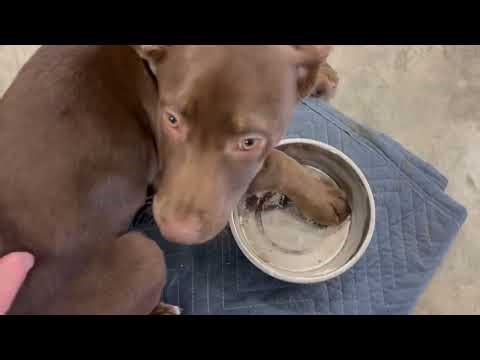 Bobcat 743 Engine to Hydrostatic Coupler & Fuel Line Install Part 12