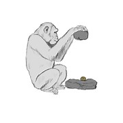Chimpanzees use different stone tools to open different nuts | Plants And Animals