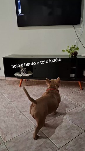 Hoje é Bento e Totó — dança infantil “mexe mexe”