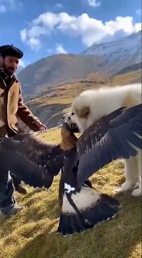 Pyrenean Mountain Dog — the gentle white guardian of the Pyrenees 🏔️🐾