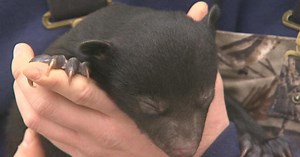 Kentucky Afield:Black Bear Dens, Falconry, Retriever Training Season 30 Episode 18