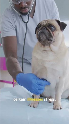 Dogs Know When You're Dying? Shocking Science Explained!