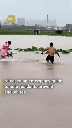 Floods displace venomous snakes, Guangxi issues emergency safety guide #worldnow