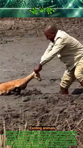 Humanity in the Wild: Watch This Gentle Relief of a Young Gazelle.