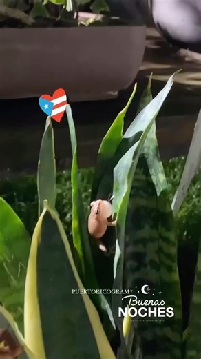 76K views · 9.1K reactions | El Sonido de Puerto Rico  Coquí : @lasmatasdepitu #PuertoRico #PR #Coqui #boricua | Puertoricogram | Facebook