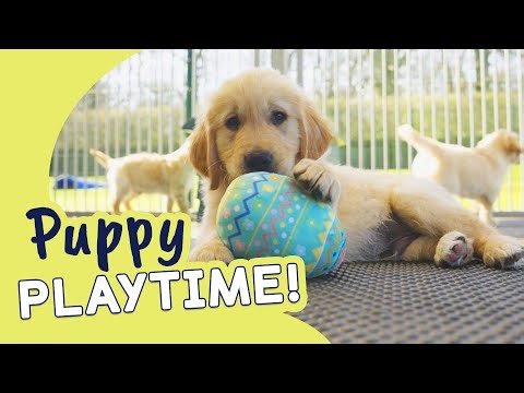 Egg-stremely Cute Golden Retriever Puppies | Guide Dogs Puppy Playtime