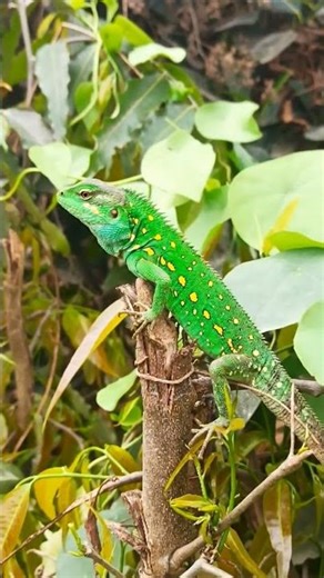 How girgit changes its colour #short #ai #animals