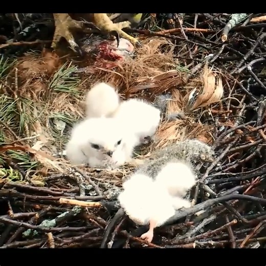 Cornell Red Tailed Hawk Cam ~ Chick Caught & Pulled Out Of Nest #eagles #nfl #flyeaglesfly #philadelphiaeagles #football #philadelphia #philly #eaglesnation #superbowl #sports #gobirds #eagle #birdgang #ers #eaglesfootball #birds #jalenhurts #nfceast #eaglesfans #bleedgreen #phillies #nflfootball #cowboys #wildlife #goeagles #nflnews #chiefs #nature #nba #birdsofinstagram | Bird world
