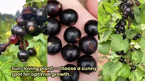 Red Currant Bush Live, Red Currant Plant Live 5-9 Inch Tall, Currant Berry Fruit Tree Well Rooted