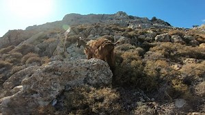 Local Sight Mountain Goat On Rock Stock Footage Video (100% Royalty-free) 1023150136 | Shutterstock