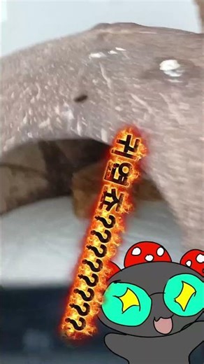 도마뱀 입양했어요!! 이름추천좀 부탁해요!!