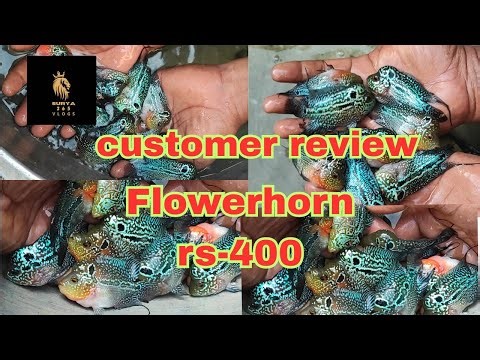 Transform Your Aquarium: Customer Review of the Super Red Dragon Flowerhorn