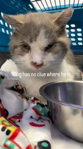 Bing was found trying to stay warm in a local grocery store parking lot. With temperatures below zero, Bing was rescued by someone who could not turn a blind eye. Bing has obvious health issues, but none are an emergency. He is safe, warm, and has plenty of food, water and love. He will be fully vetted tomorrow, and has started living his best wonderful life ever! Follow Bing’s journey by subscribing to our social media platforms. We are a nonprofit, surviving on social media and public donation