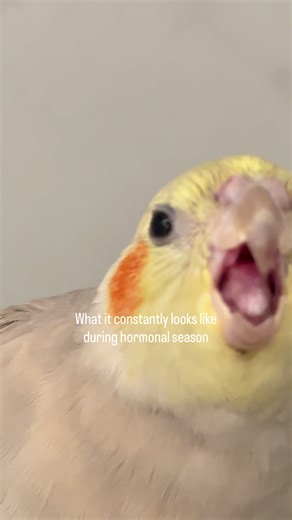 My cockatiel has been very hormonal lately, and what that means is constant yelling from morning to night… EVERYDAY! She also searches for dark corners, and trying to build a nest. This is natural breeding behavior in parrots, but managing bird hormones is essential to prevent egg laying and dangerous complications like egg binding. To reduce hormone triggers: - She gets strictly 14 hours of uninterrupted darkness and sleep every night. - I avoid mushy or warm foods that can stimulate breeding b