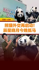 中国“外交萌新” #辰星 和 #晓月 今晚（11月18日）要到 #马来西亚 啦！🐼✈️ 他们将会接棒 #兴兴 与 #靓靓，开启马中“熊猫外交2.0”新篇章，完成10年外交使命。 马来西亚熊猫粉，你们准备好迎接圆滚滚的大熊猫了吗？✨🤩 #亚视1分钟 #熊猫外交 #辰星晓月 #白峰星怡 #大熊猫 | ATV News 亚洲电视新闻