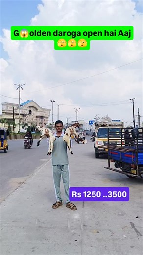 6.6K views · 4.3K reactions | 8639602603.﫣#Golden#darwaza#open#  | SM GOAT FARM HYD | Facebook