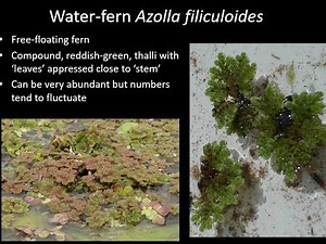 Identification of Introduced Aquatic Plants Part 2: plants with floating leaves