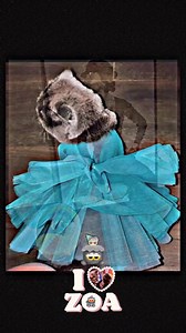 48K views · 3.5K reactions | GD UP STORY CHÚC MỪNG SINH NHẬT PRINCESS ZOA  | Chí Long Vietnam Fanpage | Facebook