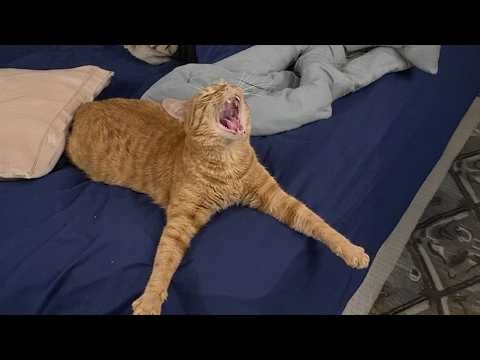 Cats Think They Have A Plan But... 🤣 NEW Funny Cat Videos