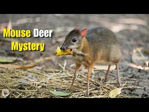 Neither Mouse Nor Deer | The Secrets of the Ancient Chevrotain
