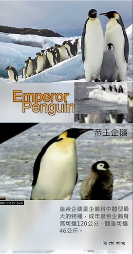南極企鵝家族中最美麗，個體最大的帝皇企鵝 Emperor Penguin