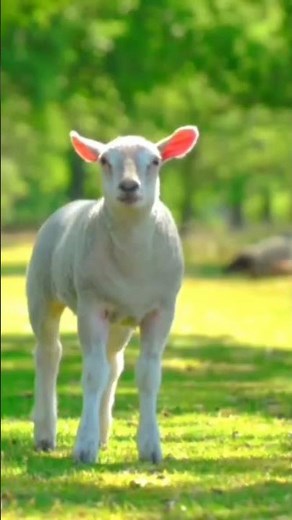 Sheep #doyouknownature