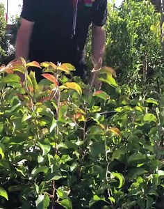 16K views · 141 reactions | Growers have too much stock and need to move them to make space for their newly potted plants! This means we get big bushy plants at small prices and pass those savings on to you! Check out our Grower Clearance sale on the link Below  https://hubs.li/H0FfwFP0 | Hello Hello Plants & Garden Supplies | Facebook