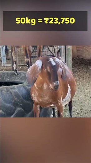 50kg बोकड कितीला विकायचा? 😳🐐
