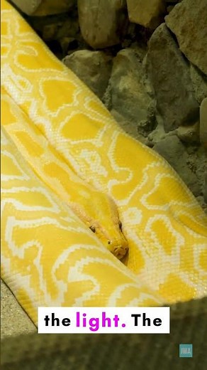 Yellow Albino Burmese Python Snake Facts