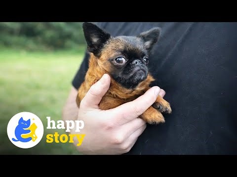 This Tiny Dog Never Grow Taller - But She Thrives Against All Odds | HAPP