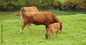 Swiss Limousine brown cows and calves grazing and ruminating on a green pasture. Close up shot, real time, no people