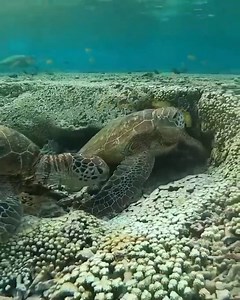 24K views · 777 reactions | All About Turtles on Reels | Facebook