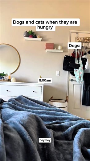 Dog vs cat😂#prank #scarecam #funny #viral #scarepranks #funnyprank #fyp #jumpy #scaring