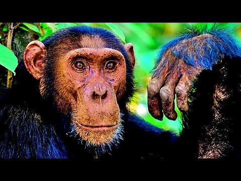 SOM DE MACACO | BARULHO DE MACACO | MACACO NA NATUREZA - MONKEY SOUND