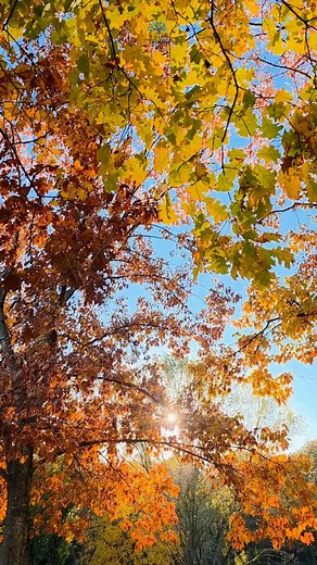 What I Wish People Knew More About Therapy - Part 3 🌿✨ Featuring Trey Brock, CT Therapy isn't always talking about the challenges, it's also about celebrating your wins, big or small. ✨ #ohiotherapist #therapyservices #counselingservices #anxietysupport #depresion #mentalhealthmatters #mentalhealthawareness #mentalhealthsupport #mentalhealth #telehealth #pov #trauma #traumahealing #traumarecovery | Fallen Timbers Holistic Services