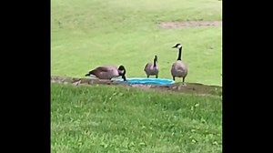 Goose runs around while others eat beside feeding bowl in Goshen, Indiana, USA