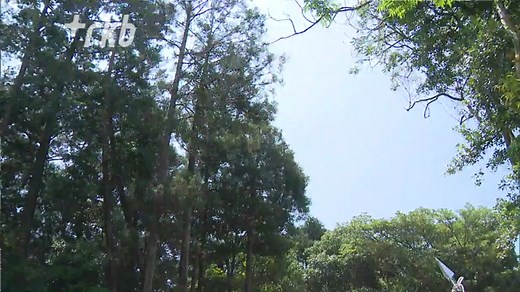 ７８年前、福岡県八女市の山中にアメリカの爆撃機Ｂ２９が墜落しました。墜落現場で２７日、搭乗していたアメリカ兵の追悼会が行われました。 ◆搭乗員１２人が、死亡または殺害・処刑された ７８年前にアメリカの爆撃機Ｂ２９が墜落した福岡県八女市の山中では、２７日、搭乗員の追悼会が開かれました。搭乗員１２人のうち、２人が墜落時に死亡、１人はその場で殺害され、残る９人は捕らえられた後に処刑されました。 ◆在日アメリカ軍の陸軍少佐も参加 追悼会には在日アメリカ軍の陸軍少佐も参加し、戦争について知ることの大切さを訴えました。 西部方面隊在日米陸軍連絡将校 ジョシュア・ガイガー少佐 「何をしてきたかを知らなければ同じ過ちを繰り返す可能性があるので、知ることは本当に大切です」 ◆搭乗員の遺族から平和祈念するメッセージ また、搭乗員の遺族からの「皆様と皆様の家族、そして将来の世代全員の平和を祈念する」というメッセージも紹介されました。 #福岡 #福岡ニュース #tiktokでニュース