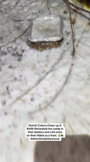 Colony Clean-up and Refilling for Detroit Cats