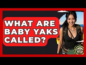 What Are Baby Yaks Called? - The Wild Life Explorer