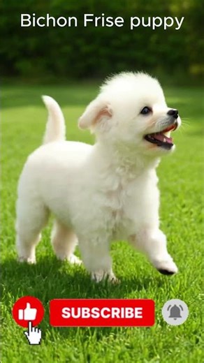 Bichon Frise puppy
