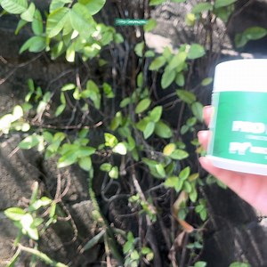 7.1K reactions · 399 shares | Your dog deserves a healthy dog treat...