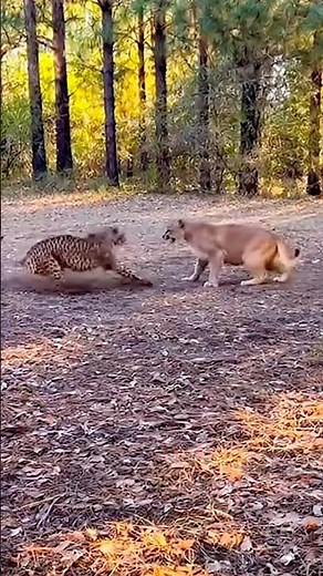 Cheetah vs Puma Fight