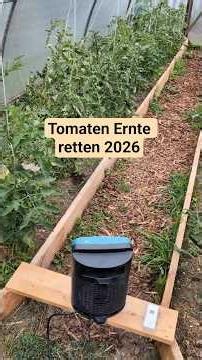 Saving my 2026 tomato harvest with unconventional methods!