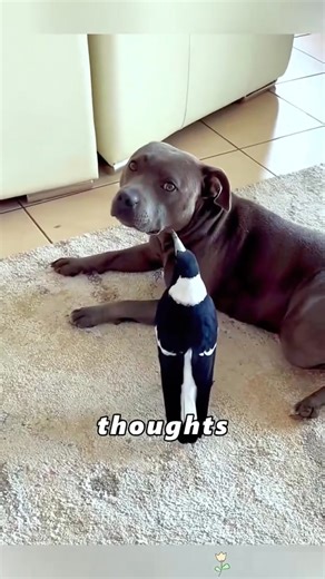 Dog and magpie #fyp #cute #animal #viral #pet #foryou #tiktok | Unofficial Animal Planet