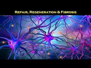 1 - Repair & Regeneration Historical Aspects