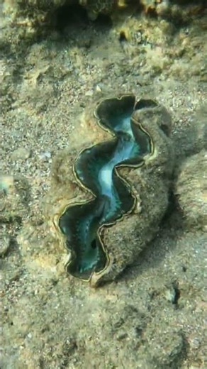 Nature’s Reflex: Giant Clam Shell on the Sea Bed 🐚💫🌊
