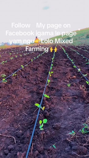 #gaba #farmlife #sama28 #agriculture #fam