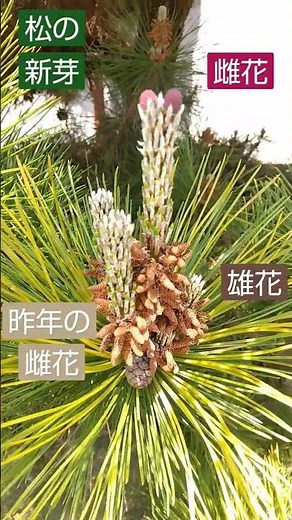 松の新芽、雄花、雌花、昨年の雌花(松ぼっくり)